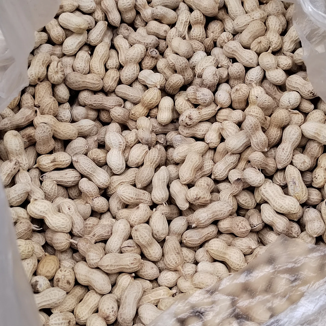 东溪小花生 安逸的很