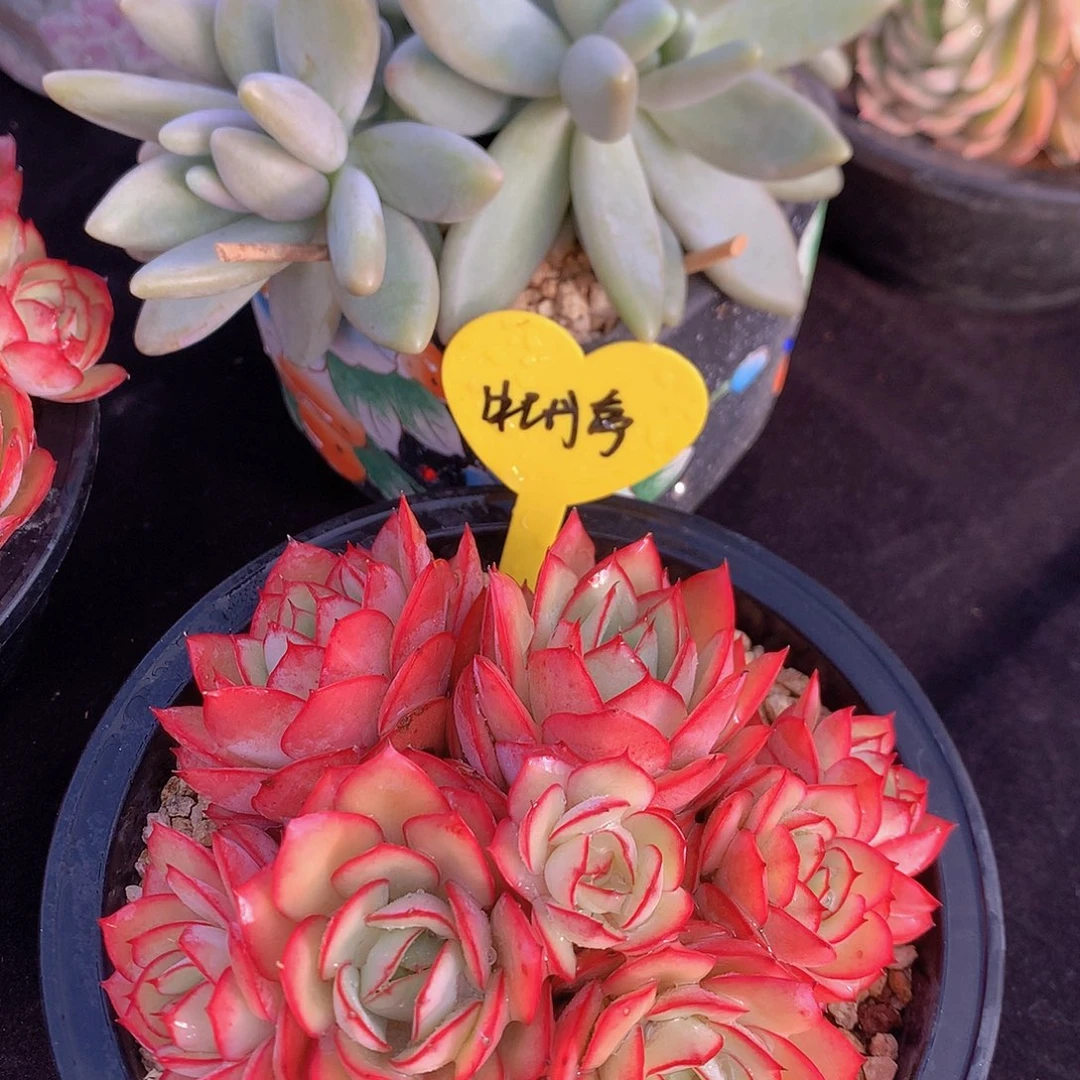 牡丹亭多肉一物一拍