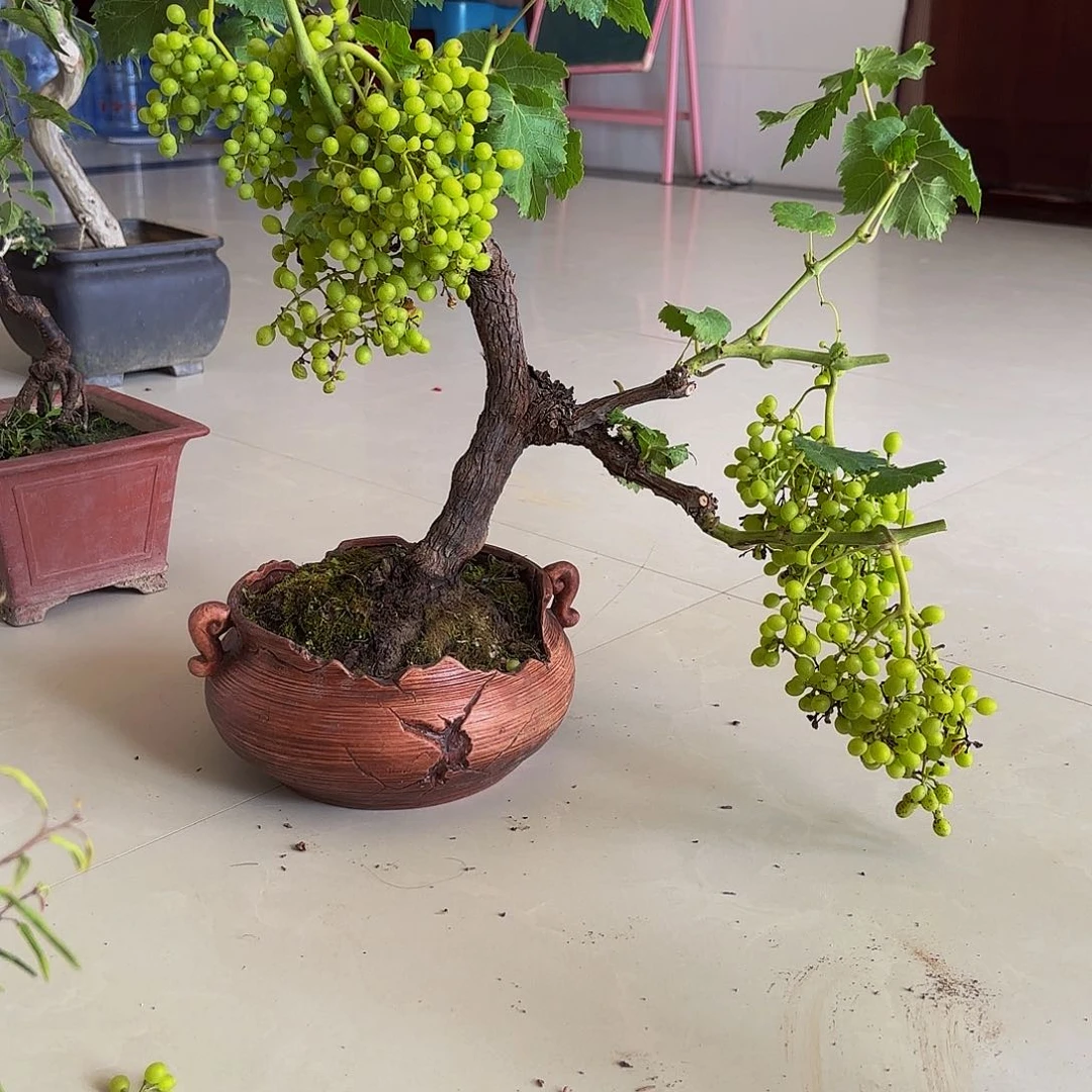 完全开放葡萄树盆景盆栽植物