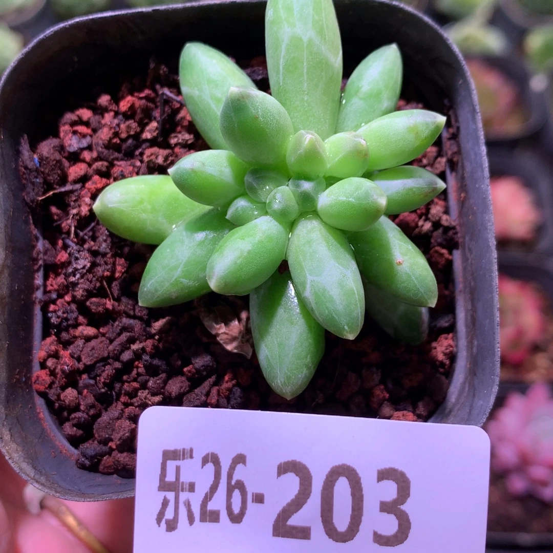 乐然26-203 千代田之松缀