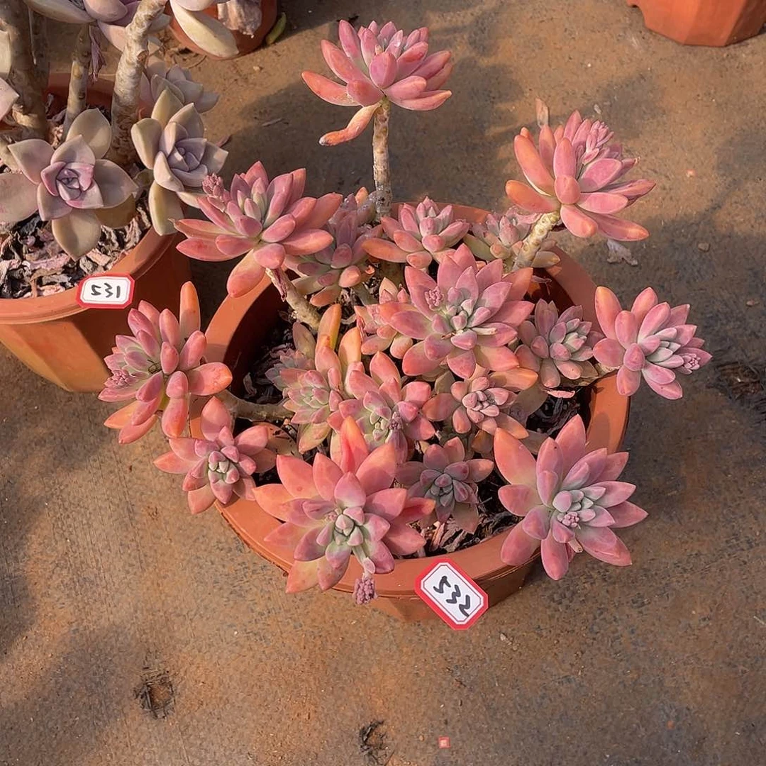 532秋力 一物一拍多肉