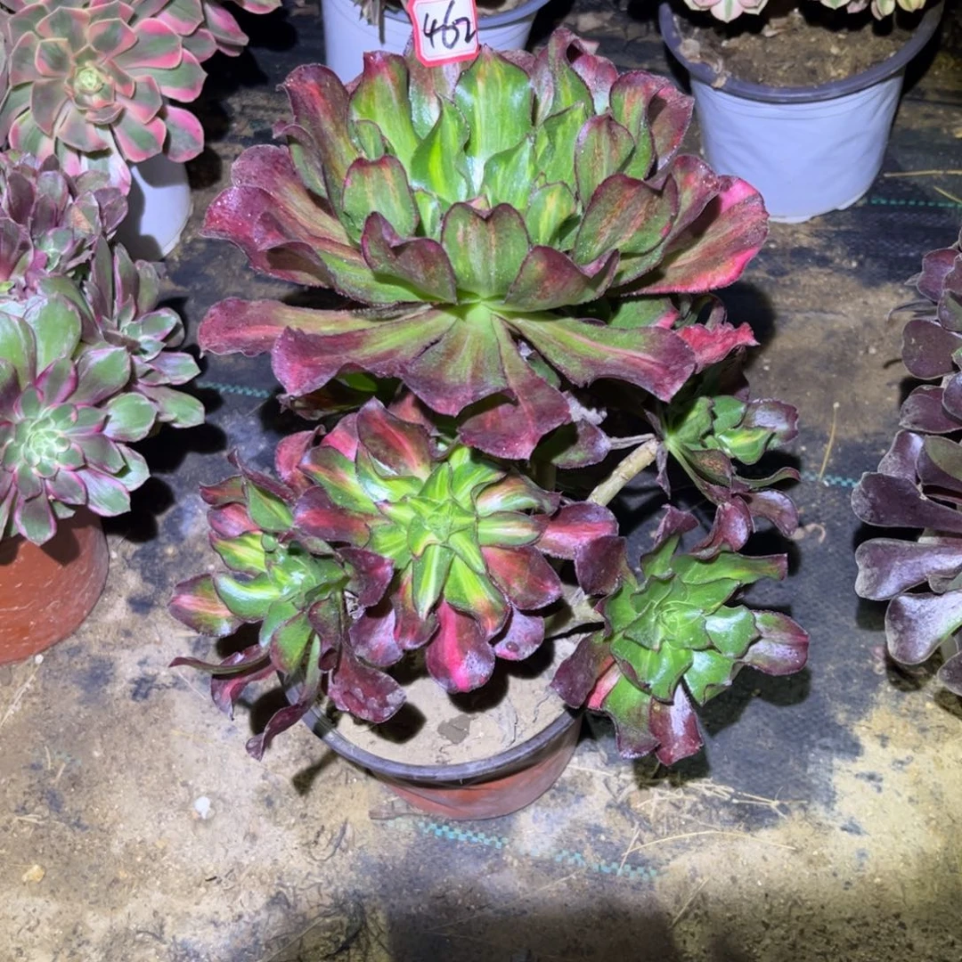 金***姐462多肉植物魅影七彩