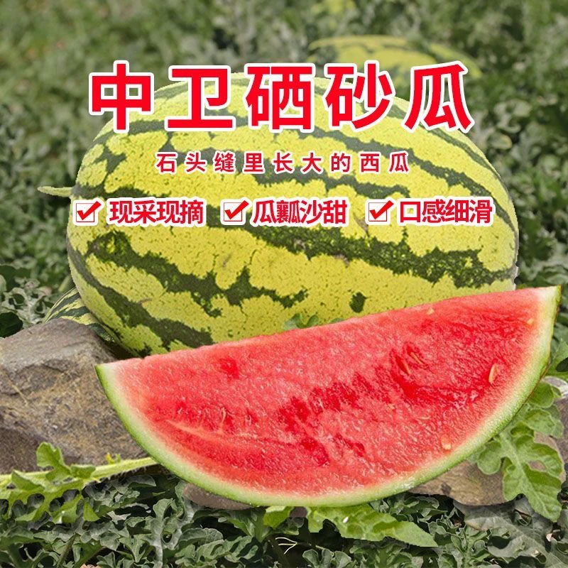 【抖音助农】来自戈壁滩上的甜蜜 宁夏中卫硒砂瓜
