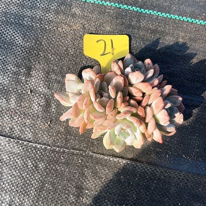 星剁21号码牌子的话题