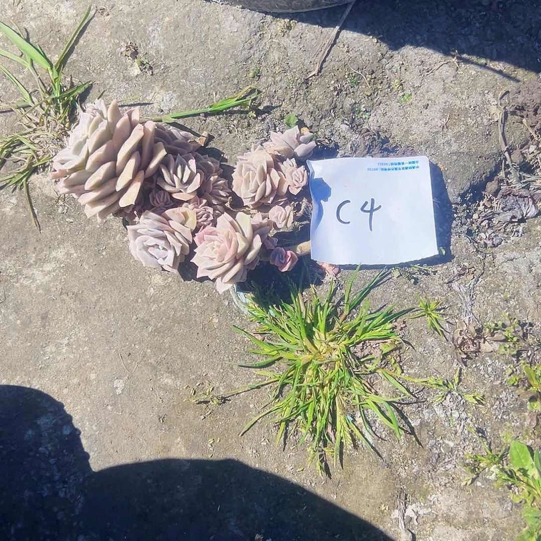 李**1c4可爱玫瑰可爱