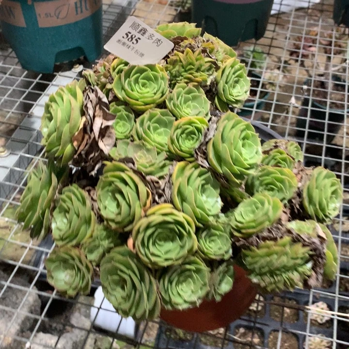 平****585万缀多肉植物特价
