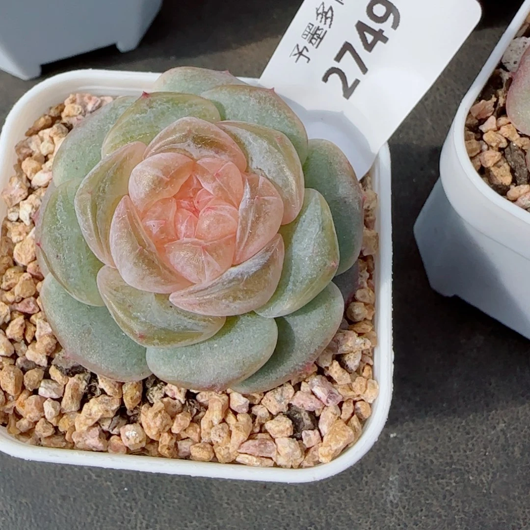 奶油黄桃，2749多肉植物