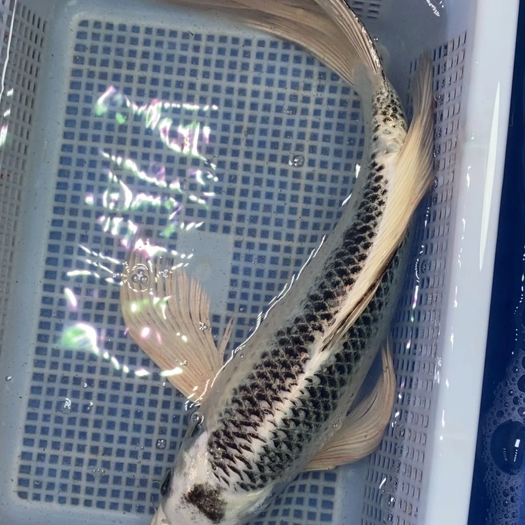 锦鲤冷水锦鲤包邮