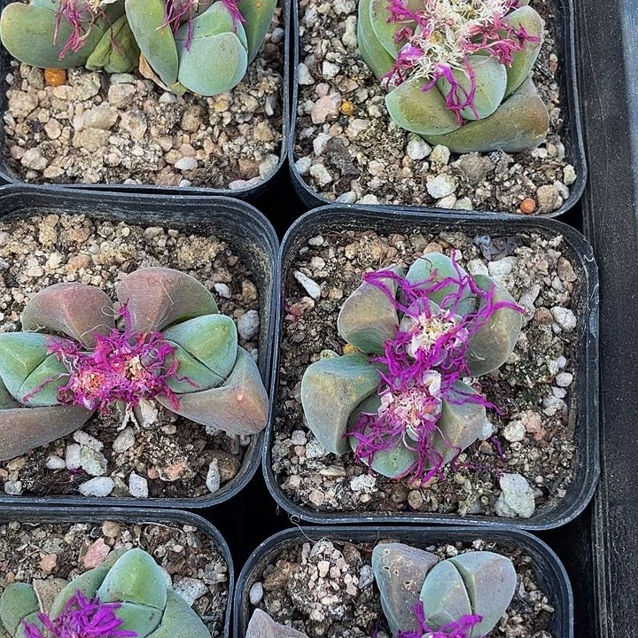 无比玉2.8带盆土