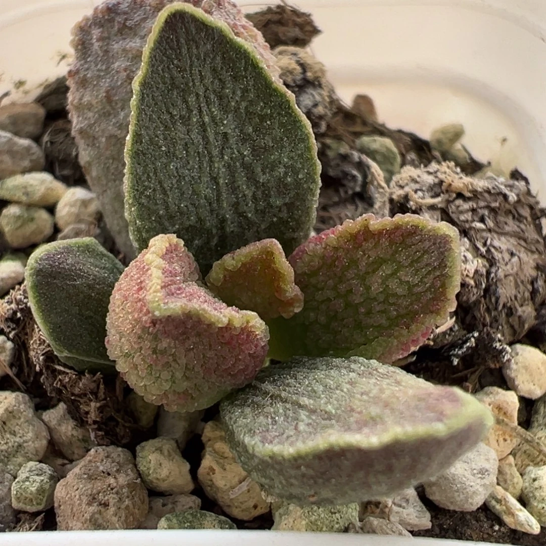 实生新品大苗多肉植物水泡