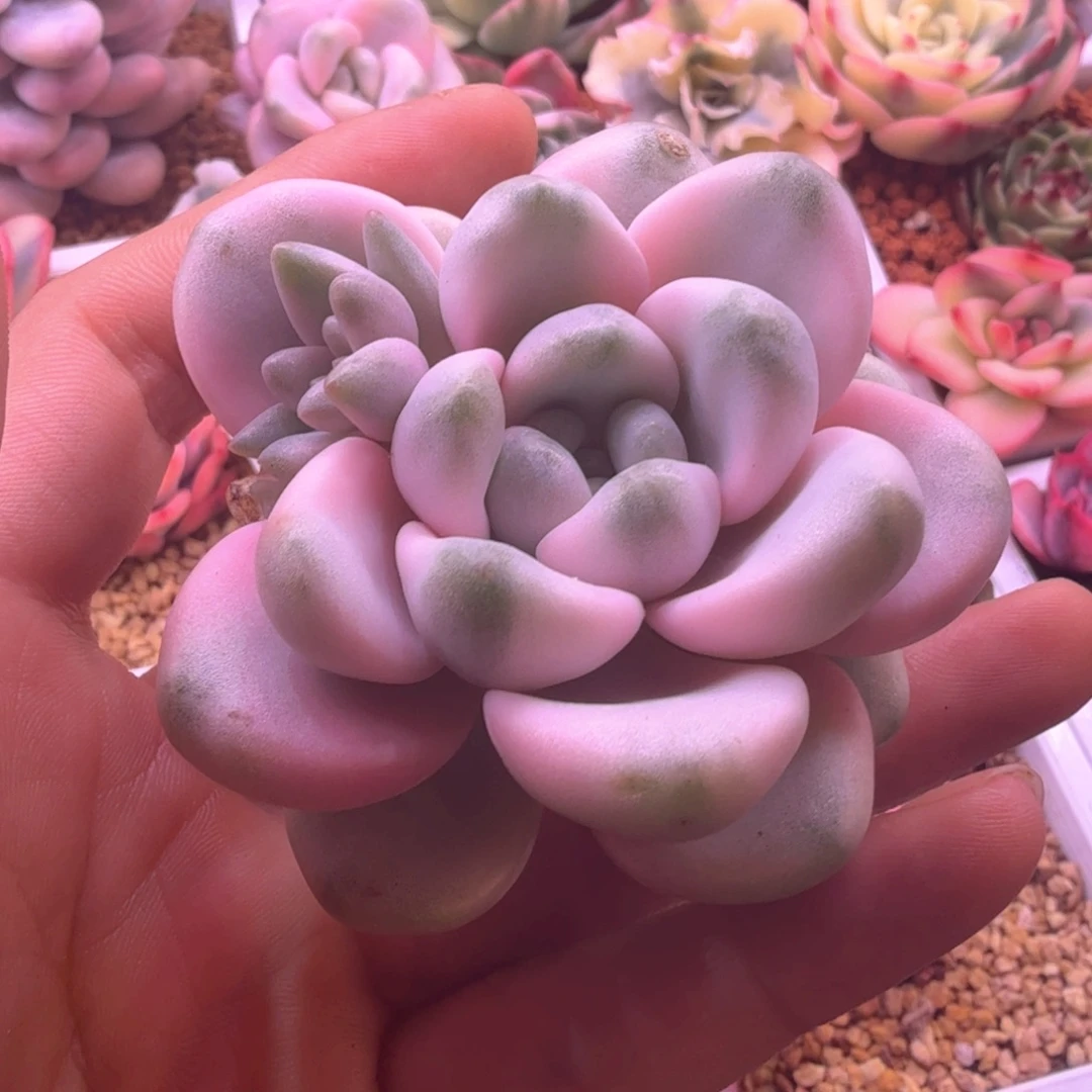 花瓣鹿锦 多肉植物