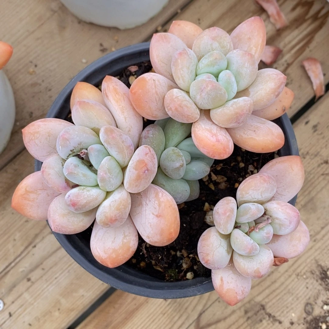 端午安康一物一拍精品_96