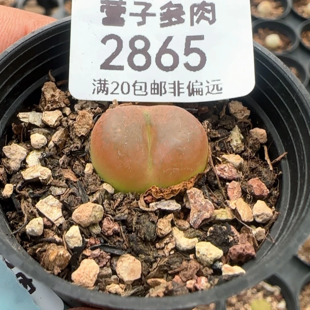 蟠桃带盆土发货。