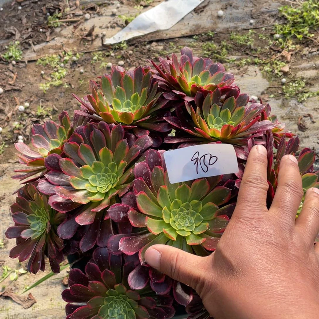 老五多肉950111111