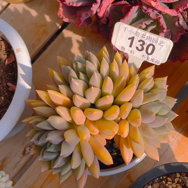 瑜****y谢谢你的支持0000130