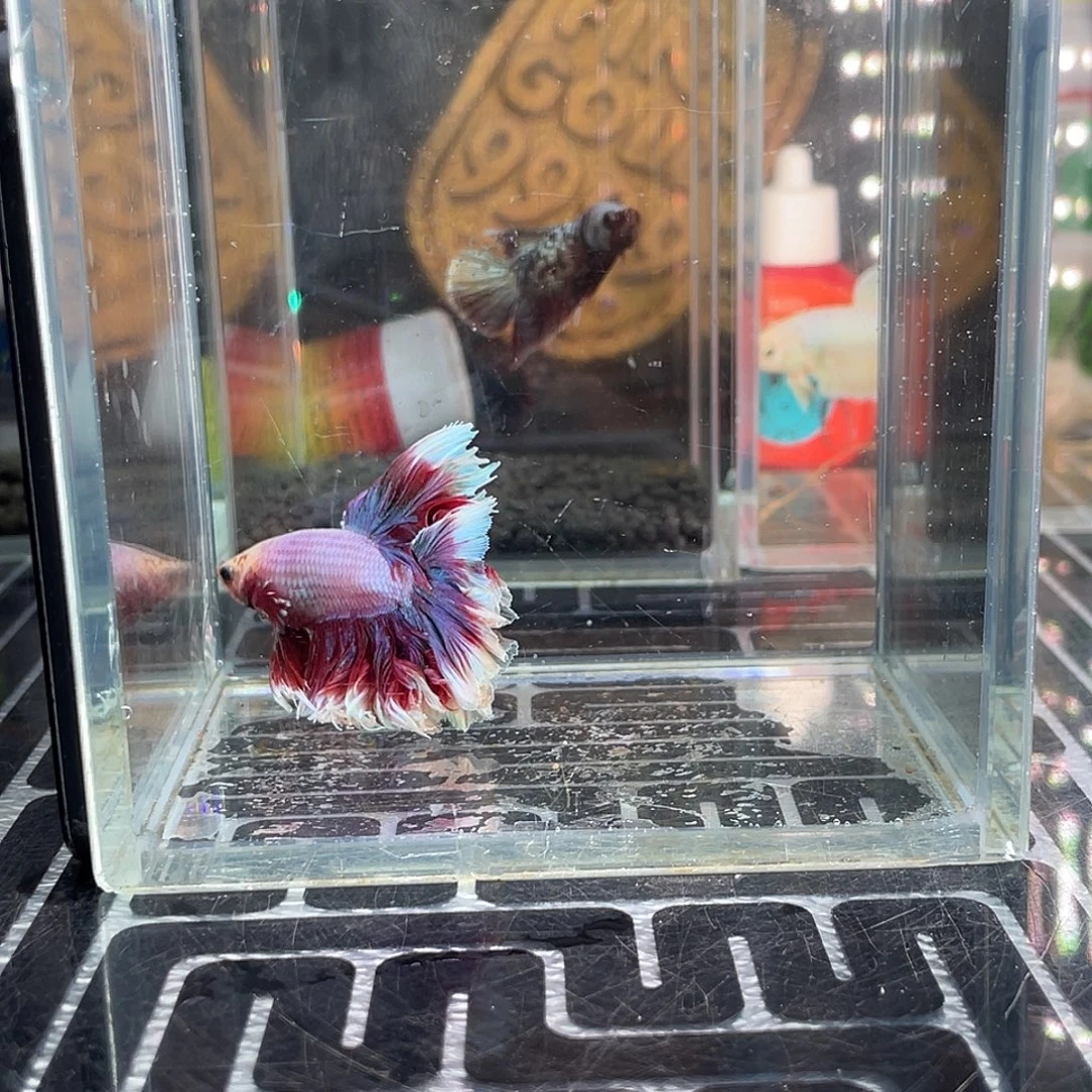 斗鱼19号1125早绣球