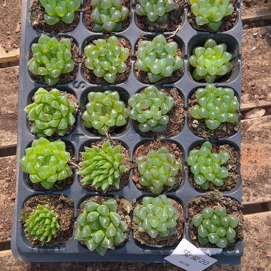 直播福利一物一拍20