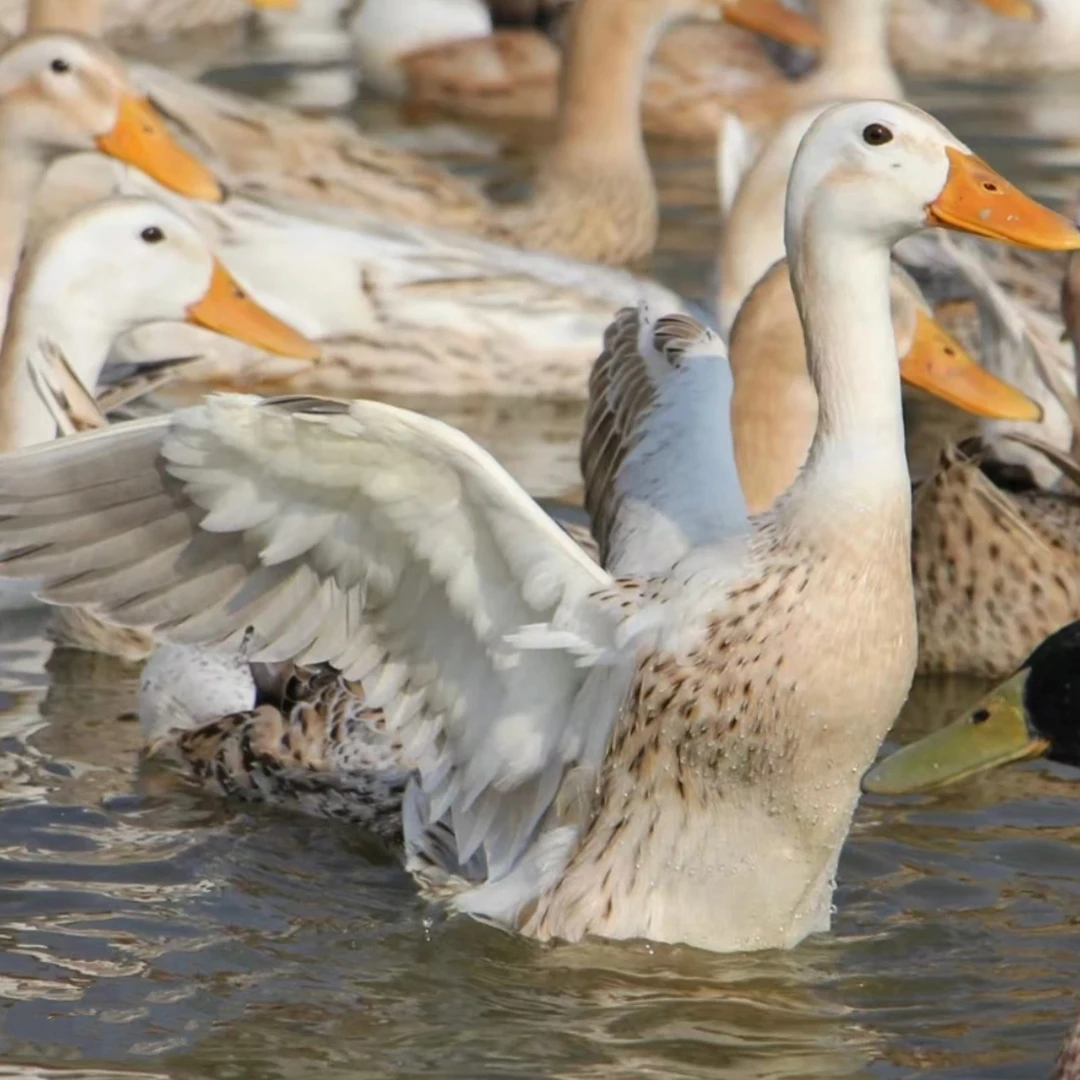 农家散养水鸭子土鸭子