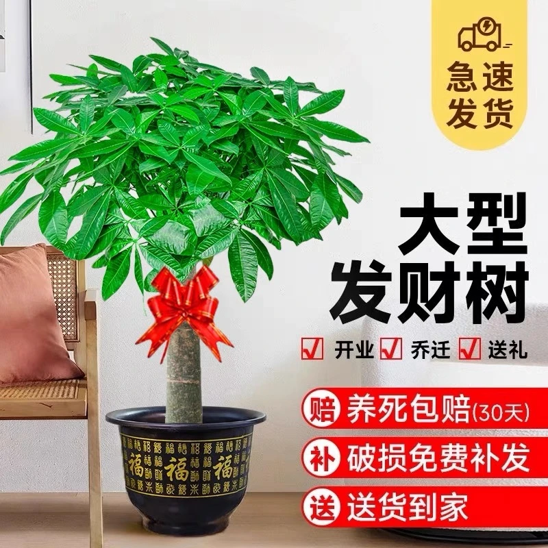 【1.5-1.7米】单杆发财树客厅独杆加粗发财树室内大型盆景乔迁开业