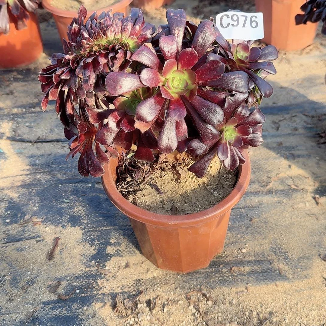 976欧紫一颗颗呀