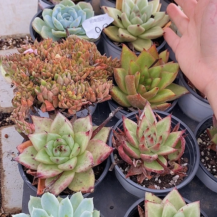 99 多肉植物盆栽花卉