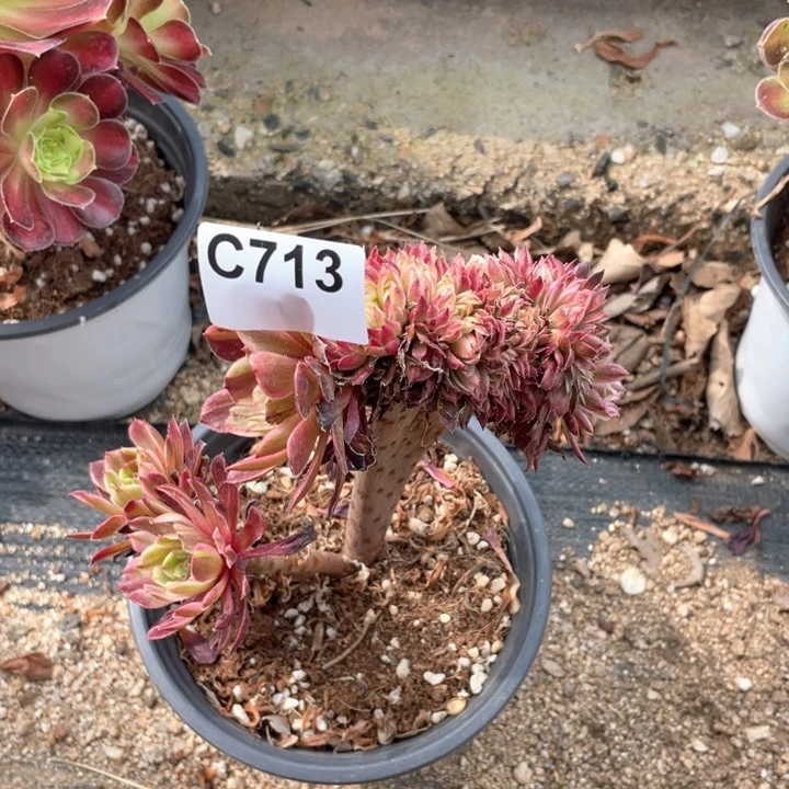 阿****）713号仙墨缀化老桩法师