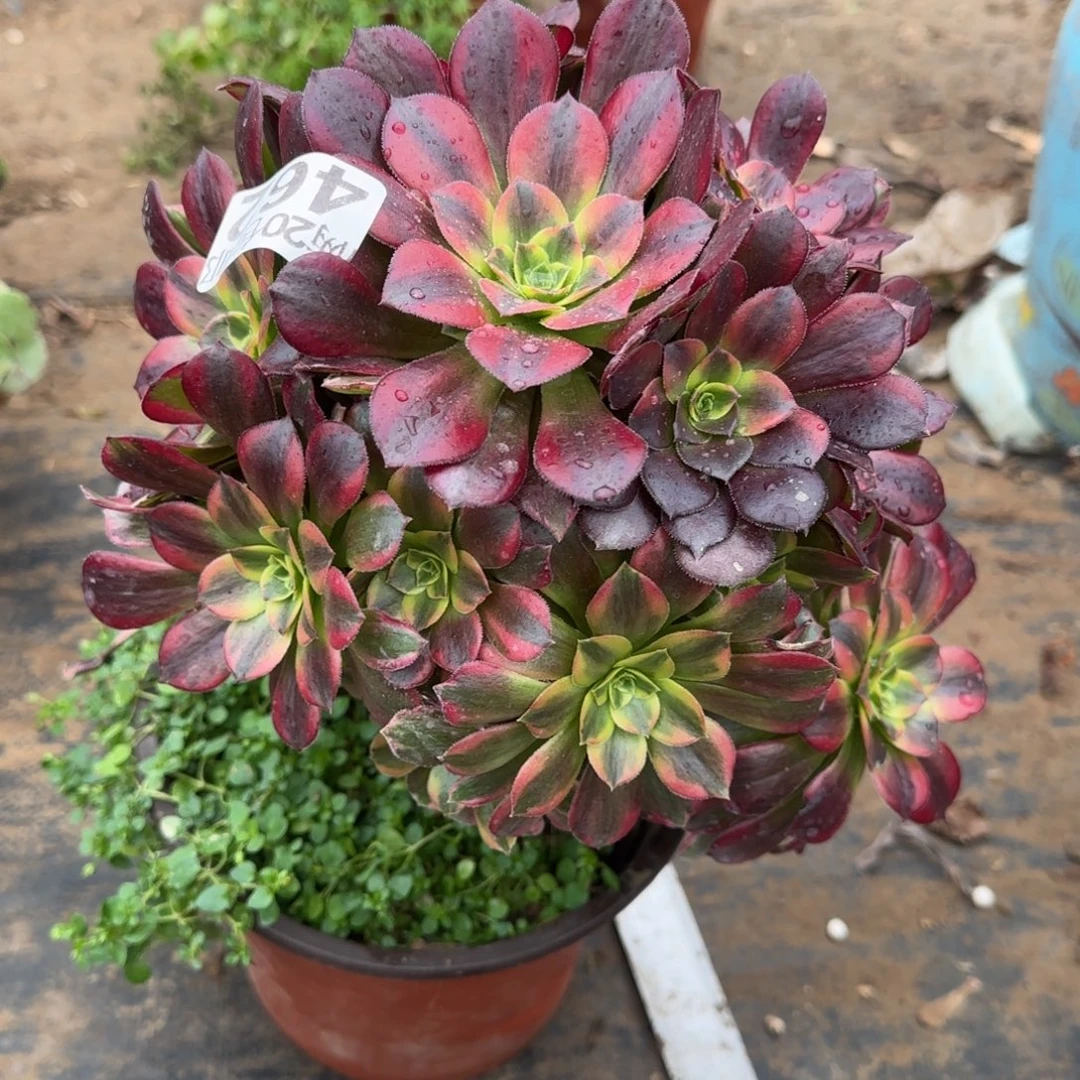 安娜462满20包邮断枝不包