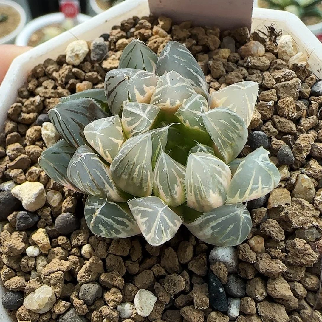 673号糊斑霓虹灯3.7左右一物一拍带盆