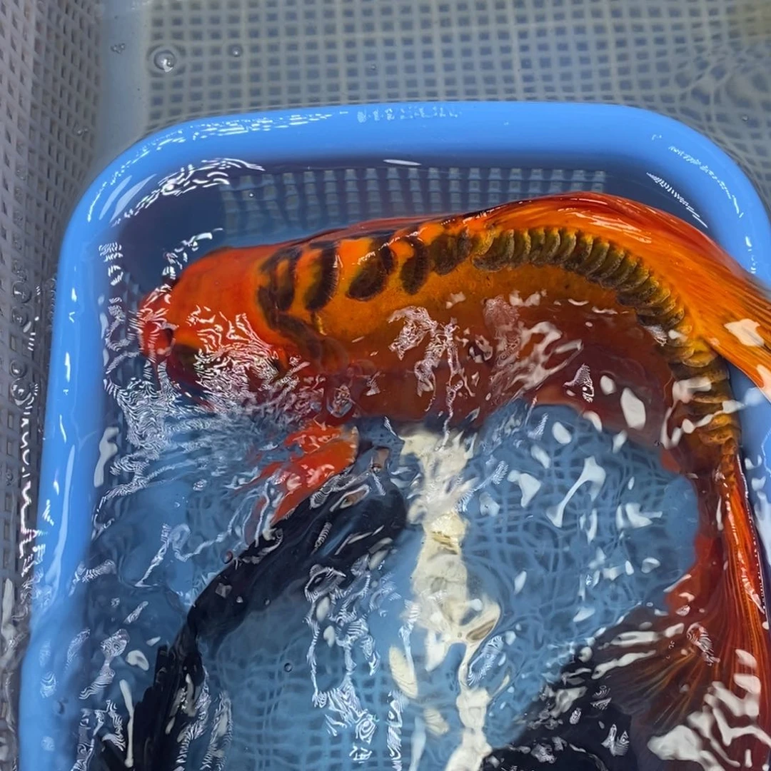 锦鲤冷水锦鲤包邮