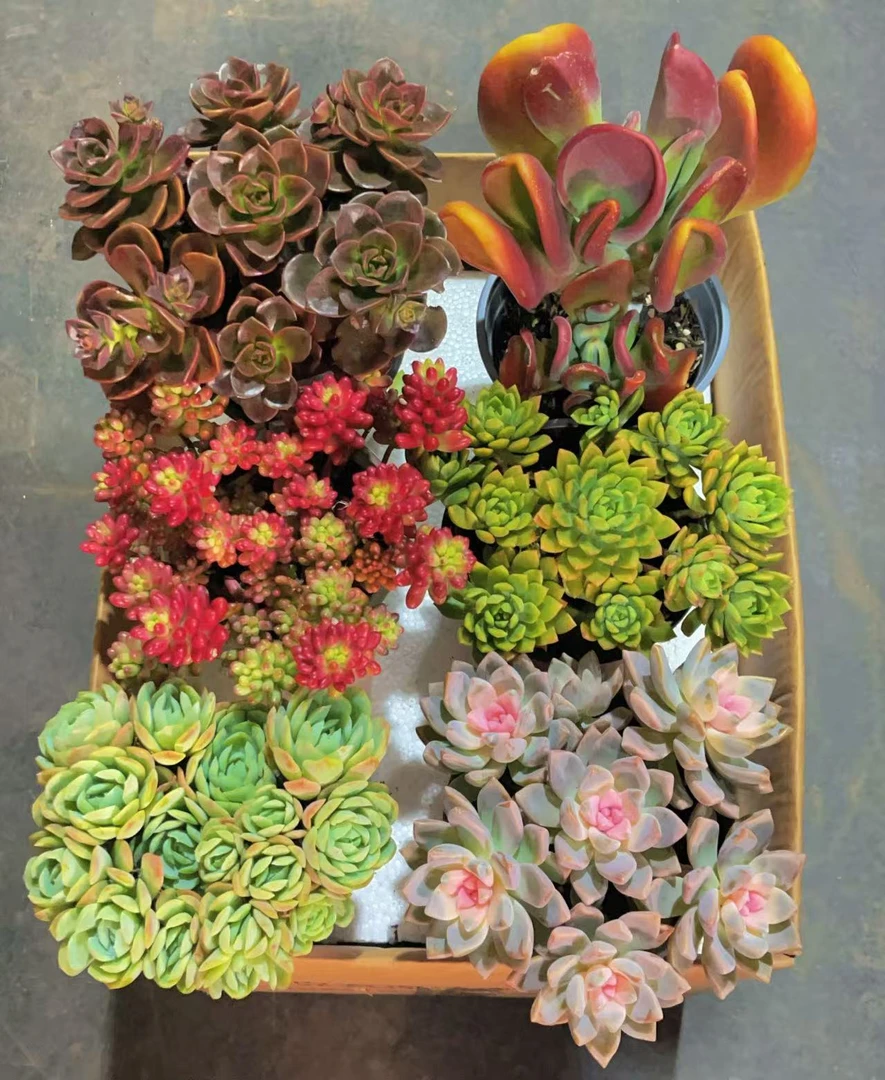 热销精品【 6盆高品质多肉】带盆带土种好栽好一整箱不重复多肉