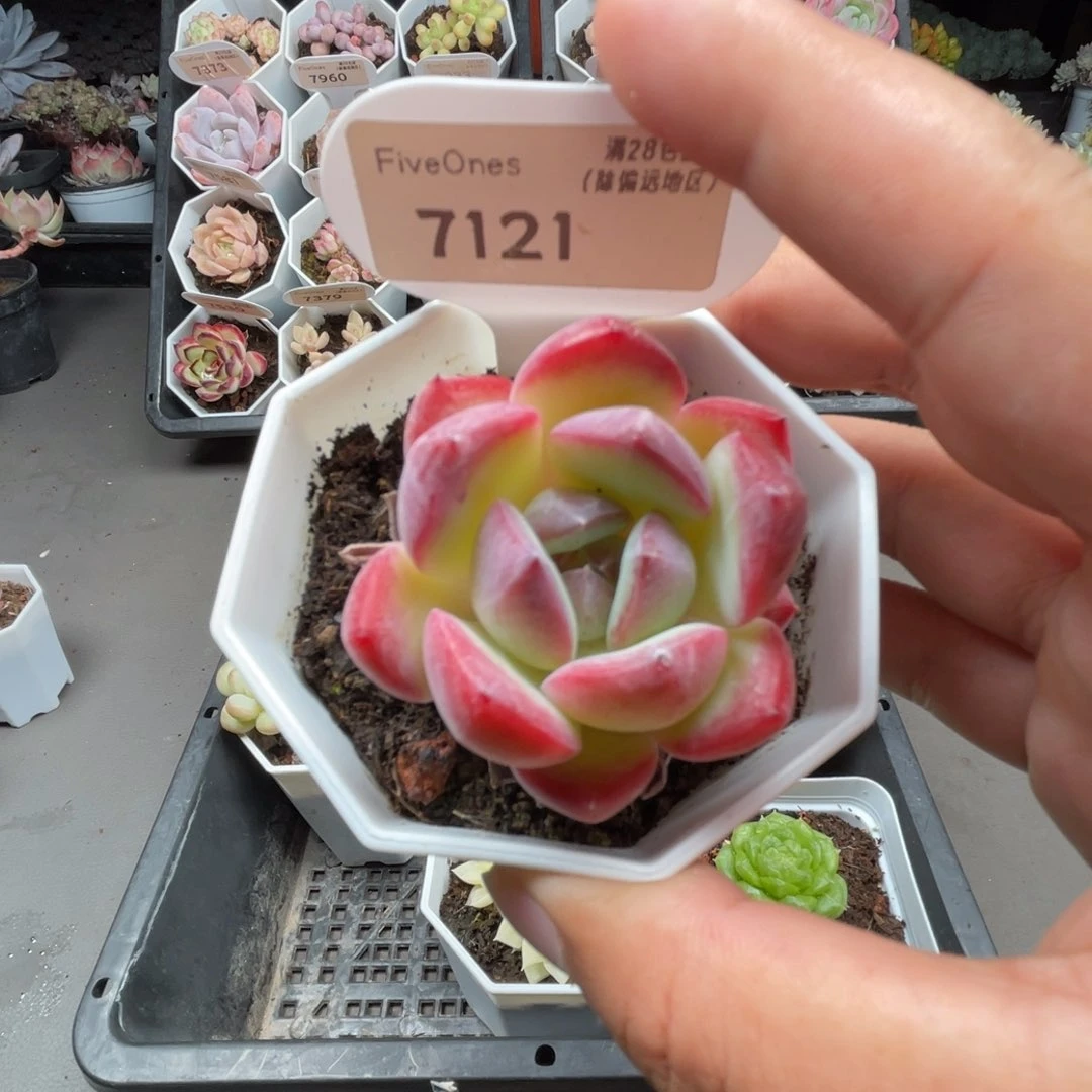 7121草莓杏仁4.0厘米