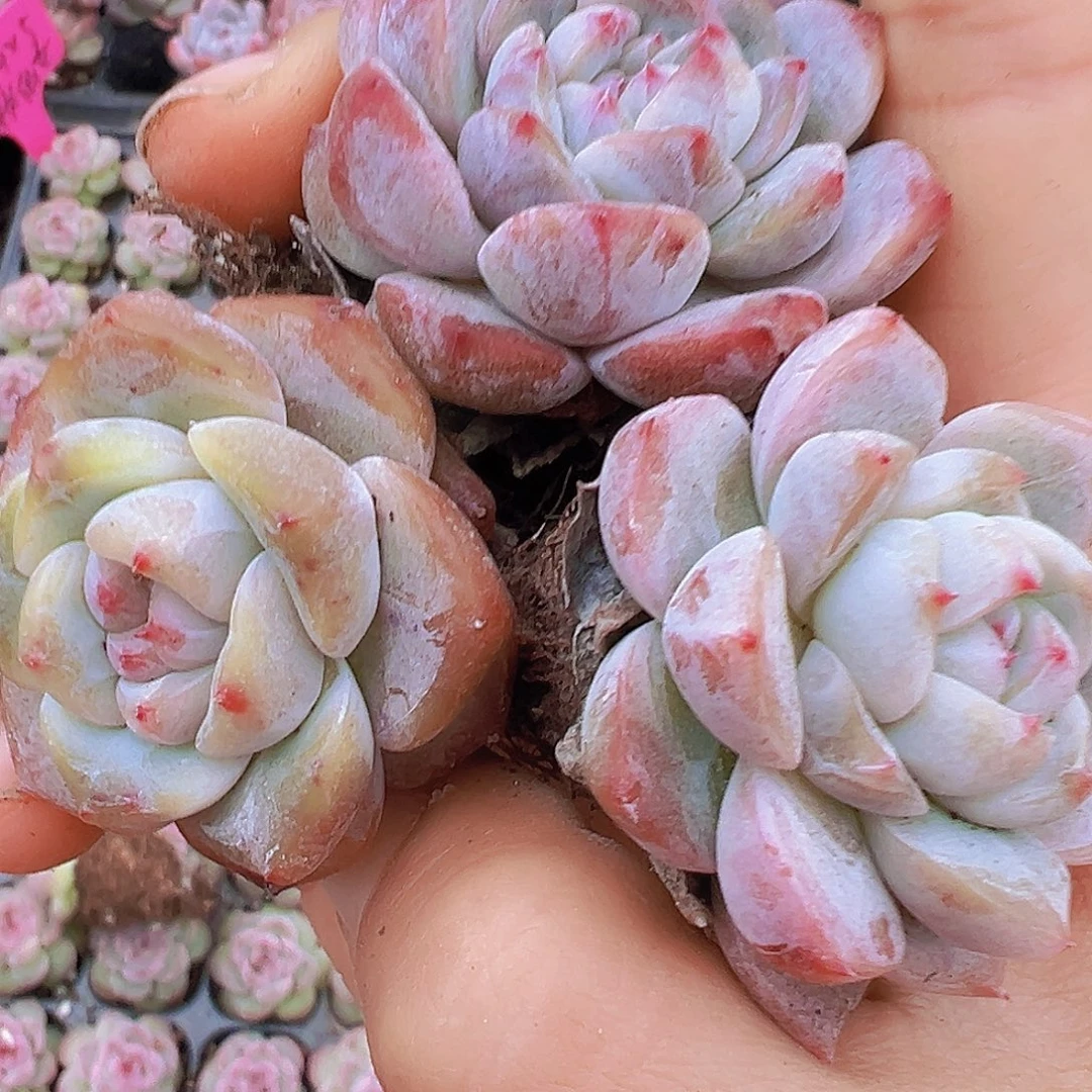 大草莓啵啵苗5颗19包邮