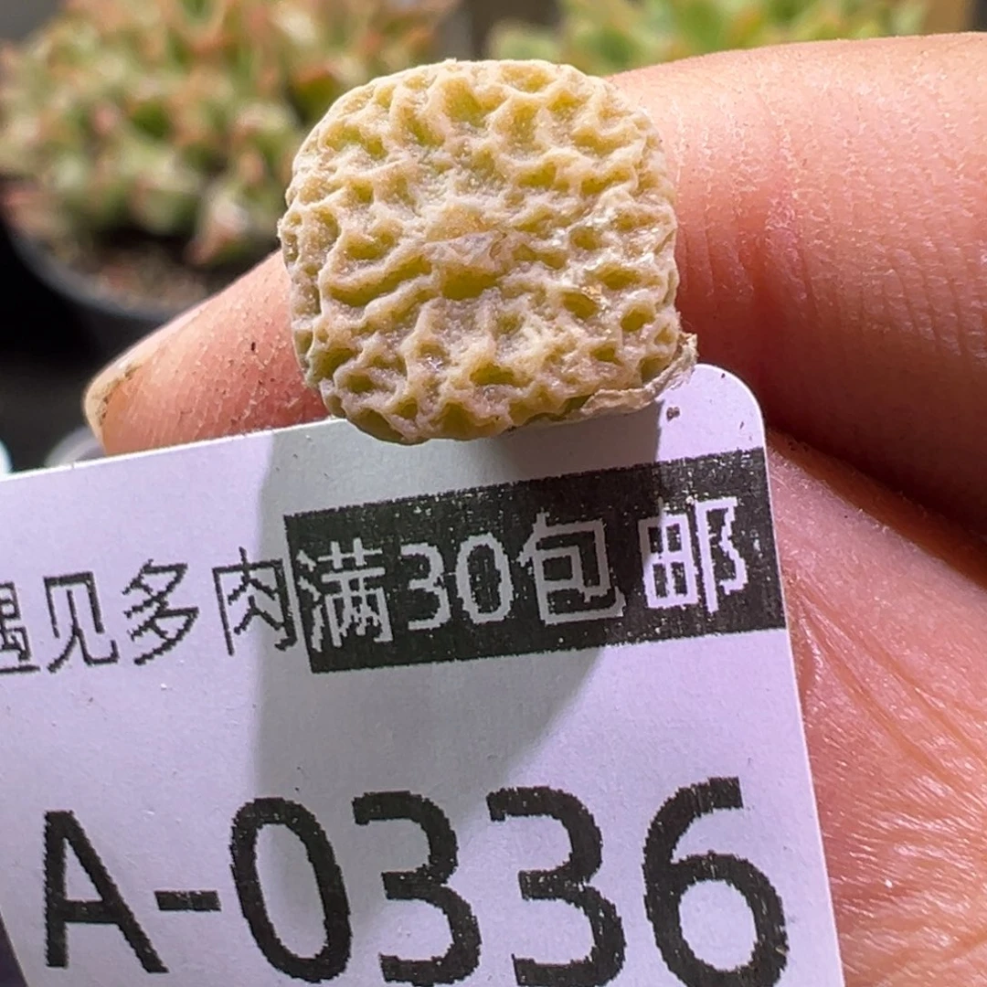 多肉植物11111111111111111