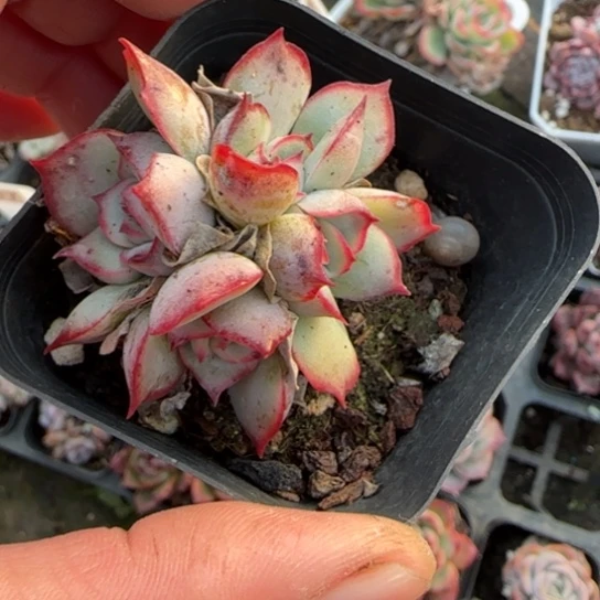 1月光女神一物一拍多肉