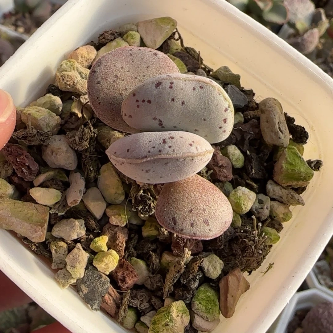 粉蛋水泡多肉植物