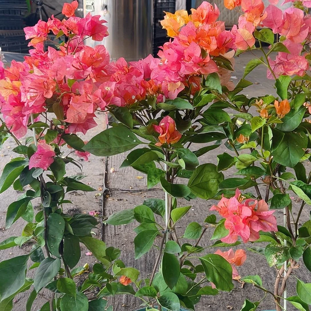 当前无花栽培后可以开花阿达纳带竹一颗