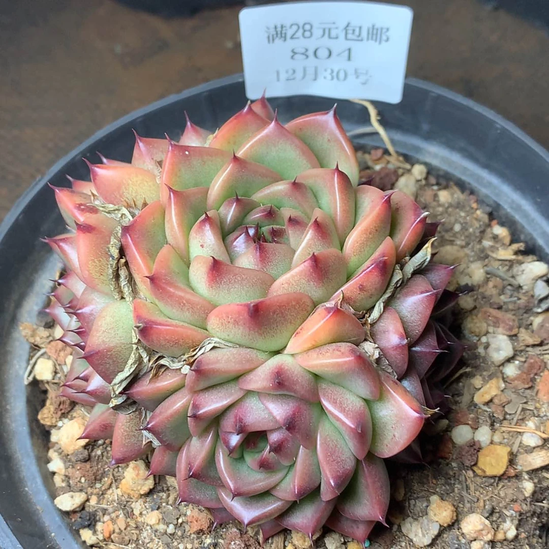 【闪购商品】云804号