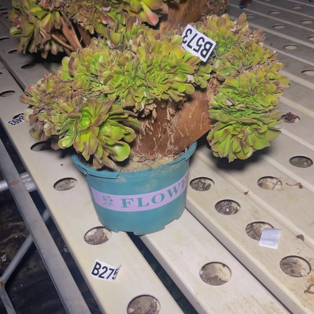 玫瑰法师7//7包邮