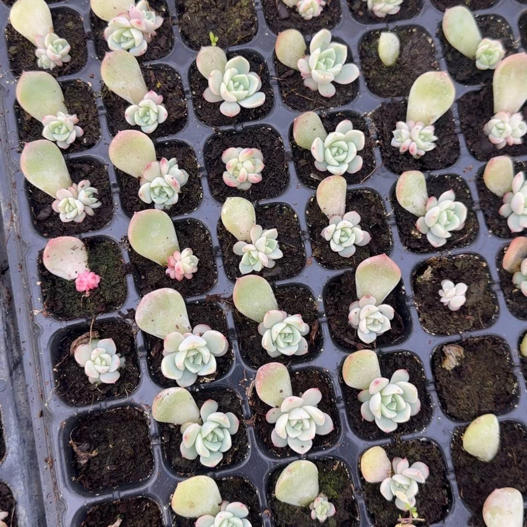 云间3个穴满25包邮