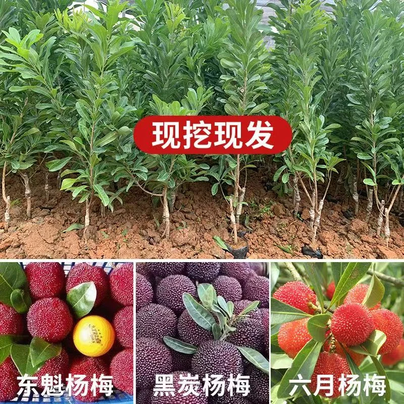 早果东魁杨梅树苗第二季国旗红无核品种特大果实呈现品质出众地栽