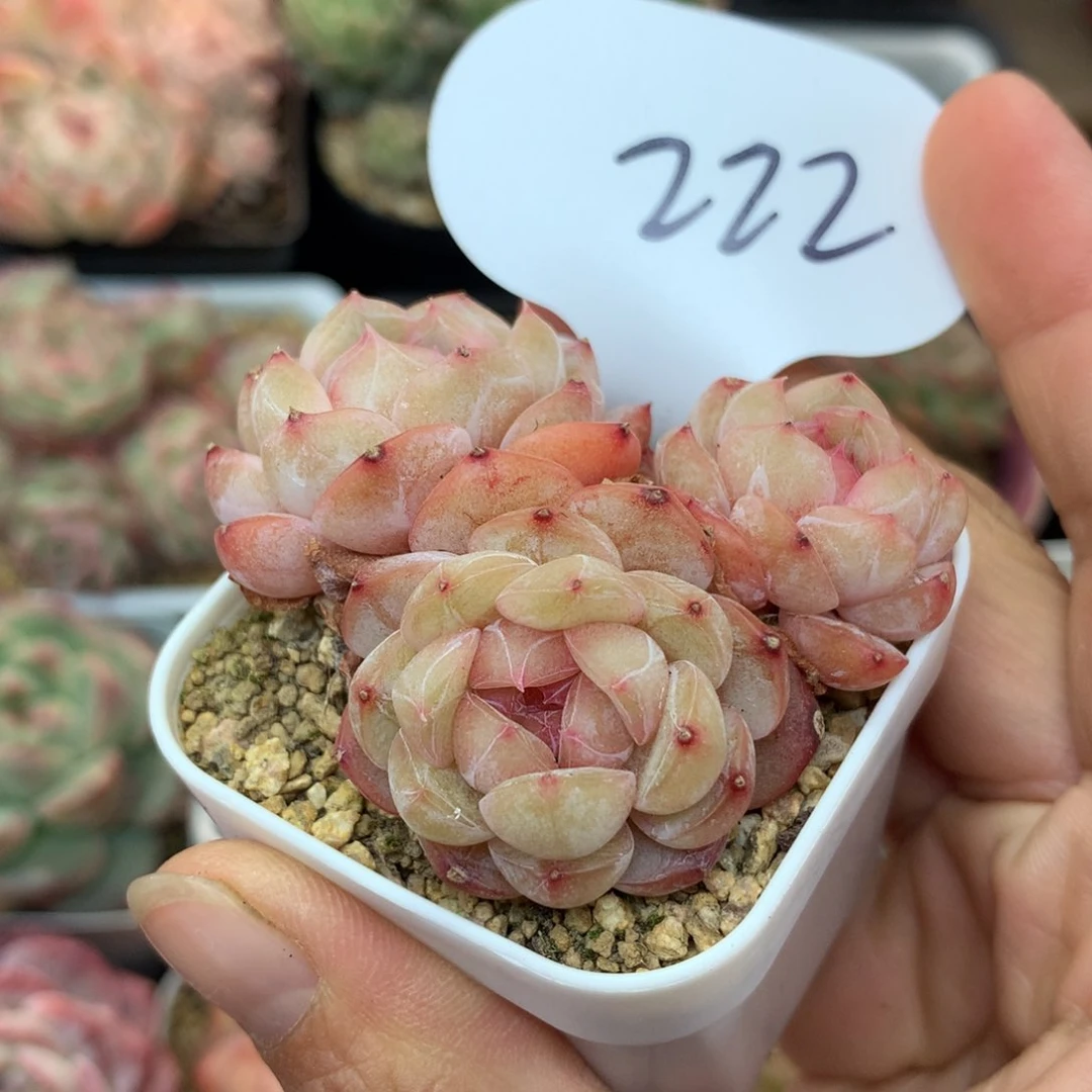 玉珠珍妮3头群222