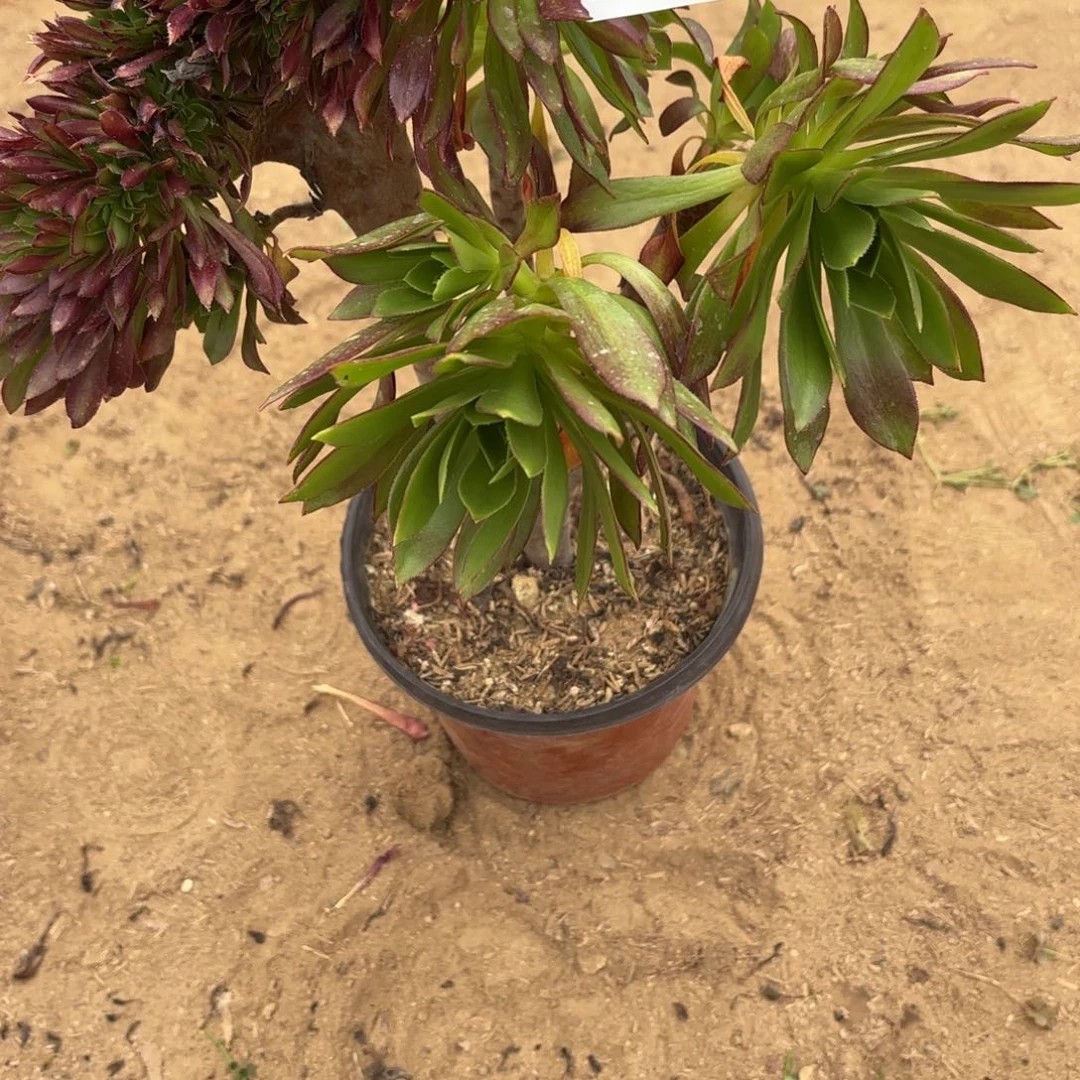 天*238黑法师缀多肉不包损