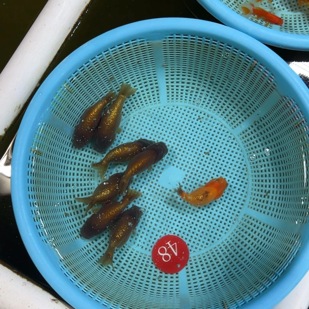 金鱼48号。兰寿8条