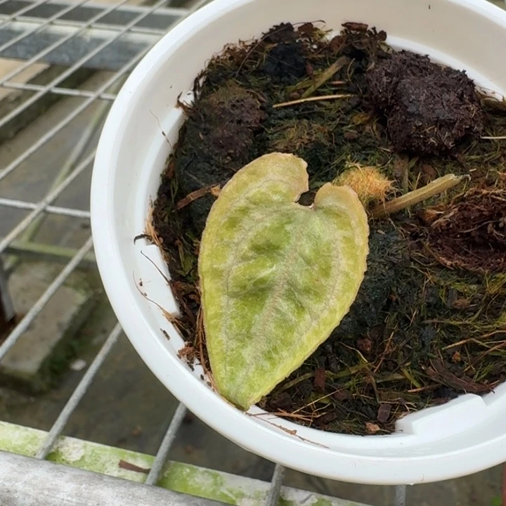 完全开放6号红水晶/wonderboy锦