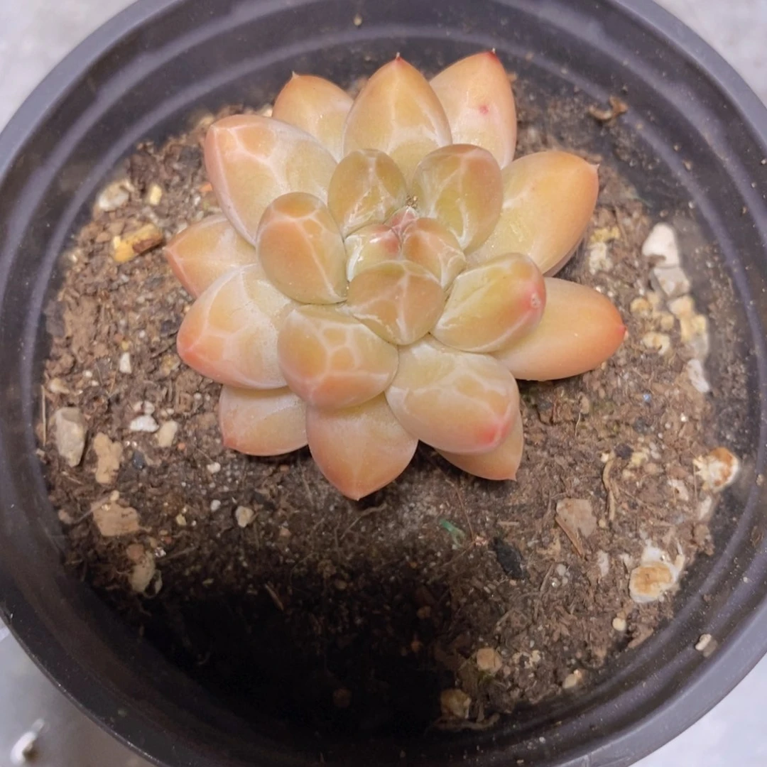 骑****女一物一拍多肉植物满38米包邮，可问主播品种