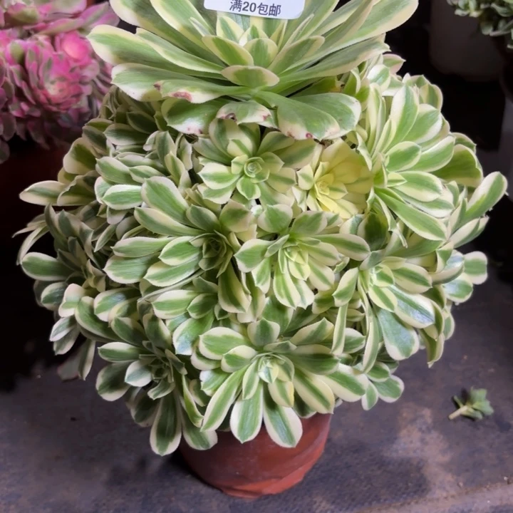 瑞妈，，，。。。。797迈，