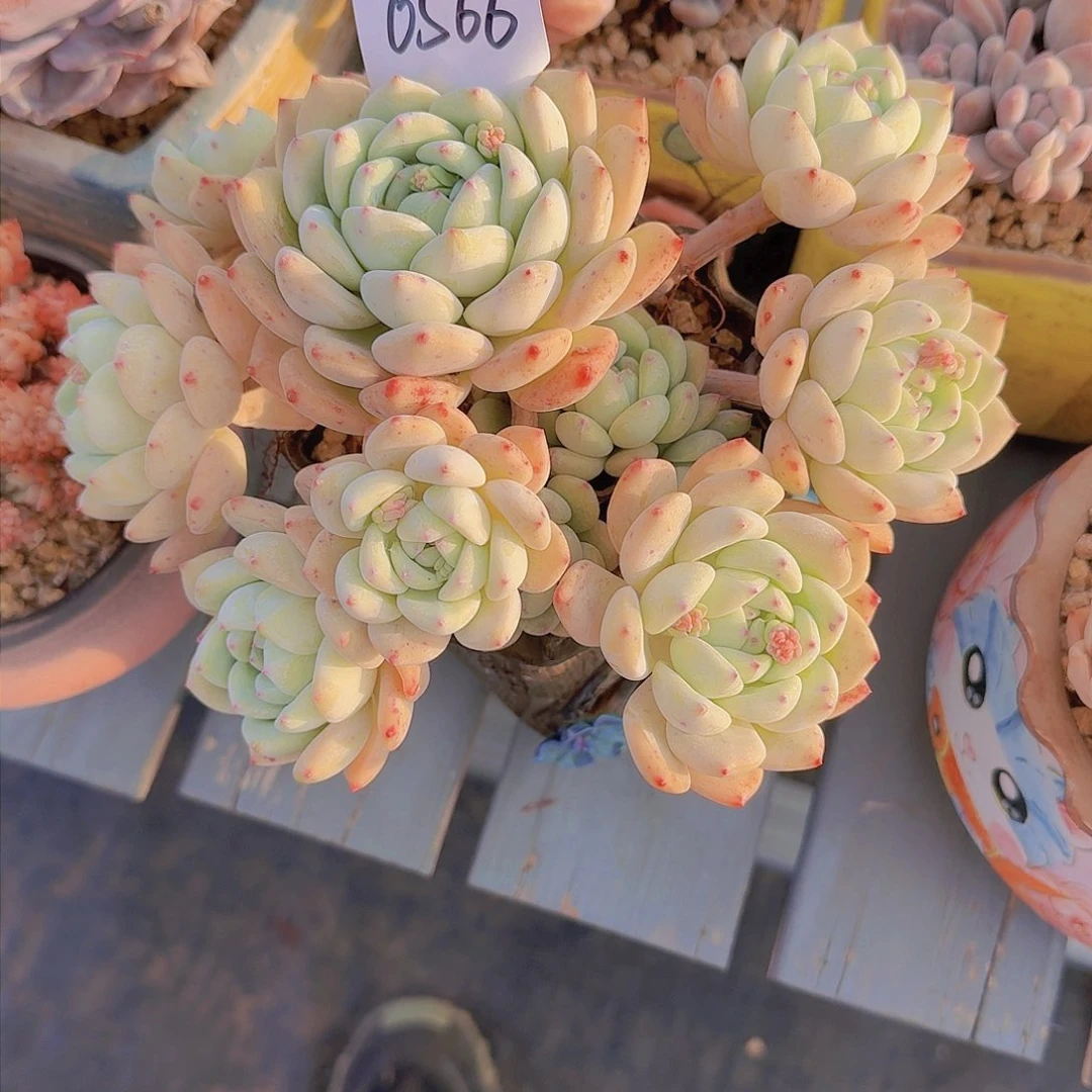 凯*.0566望酥多肉植物