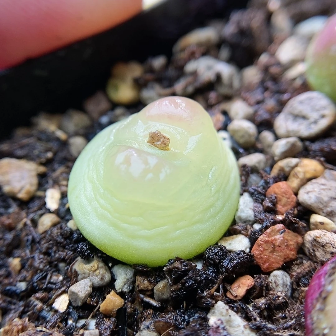 拉登一颗5年尺寸1.9厘米左右