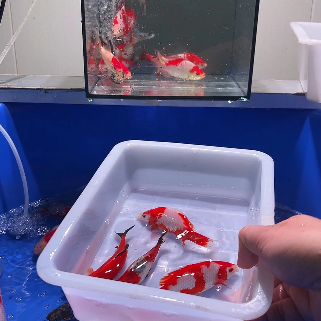 大***了海水观赏鱼福利多多8