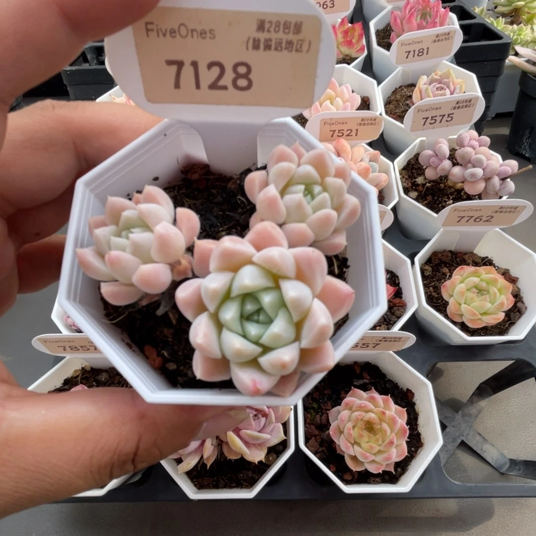 7128白雪4.0厘米